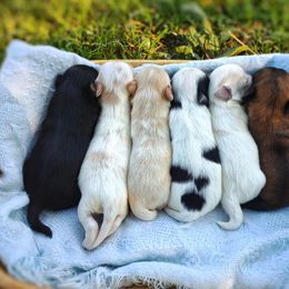 Companion Cross, Havanese, Mal-Shi, Maltese, Maltipoo, Morkie, and Shih Tzu Puppies from Seeking Shalom Acres Maltese, Maltipoos & Havamalts