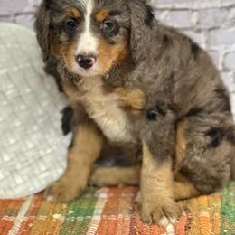 Everest - Merle male Bernedoodle puppy in Moulton, Iowa from Shondel Puppy Paws