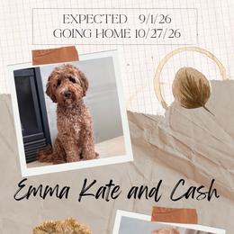 Goldendoodle puppies from Carlie and Co. Goldendoodles