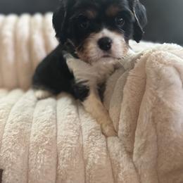 Cash - Tri-color male Cavalier King Charles Spaniel puppy in Wilton, California from Becky's Cavalier King Charles Spaniels