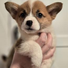 Olive - Red female Pembroke Welsh Corgi puppy in Mount Vernon, Ohio from Rose Water Corgis in Ohio