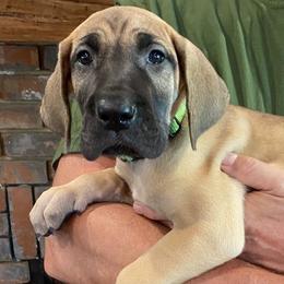 Great Danes from Kozmows Danes