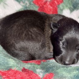 Purple Collar - Fawn sable female Belgian Malinois puppy in Trenton, Georgia from Laeknir K9