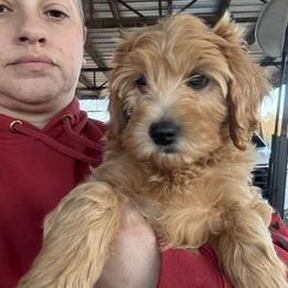Girl 4 blue collar - female Goldendoodle puppy in Wesson, Mississippi from Southern Country Doodles