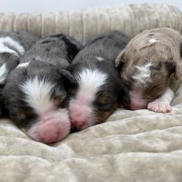 Bernedoodle puppies from Boutique Bernedoodles & Co.