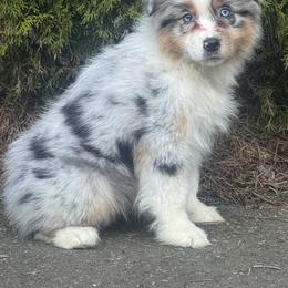 BMF1 - Blue merle female Australian Shepherd puppy in Chehalis, Washington from Wandering Acres Ranch