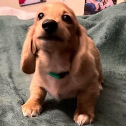 Hulk - Cream male Dachshund puppy in Arp, Texas from Barksalot Dachshunds