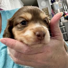Dachshund Puppies from Creek Life Mini Dachshunds