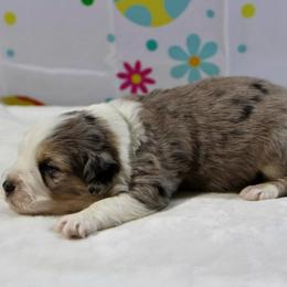 Lotus - Blue merle male Miniature Australian Shepherd puppy in Bauxite, Arkansas from J and B Mini Aussies
