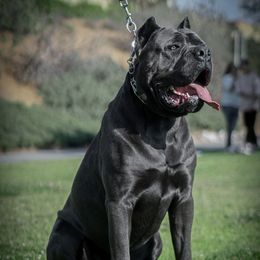 Cane Corso from Zeus and Luna Cane Corso