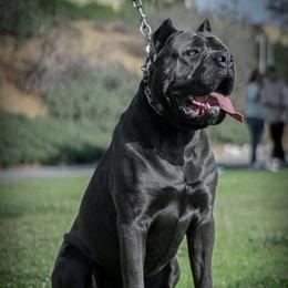 Cane Corso from Zeus and Luna Cane Corso