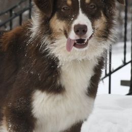 Australian Shepherds from Montanna Sage LLC