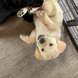 Labrador Retriever Puppies from Mi Royal Labradors