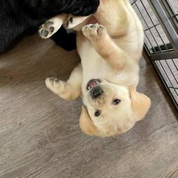 Labrador Retriever Puppies from Mi Royal Labradors