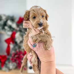 Woods 12-15lbs - Red  male Goldendoodle puppy in Cedar City, Utah from Cedar Doodles- Home of the Teddybear Goldendoodle