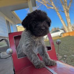 Wendy - Brown and gray Wirehaired Pointing Griffon puppy in Douglas, Wyoming from Complete Game Griffs