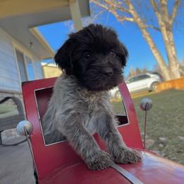 Wendy - Brown and gray Wirehaired Pointing Griffon puppy in Douglas, Wyoming from Complete Game Griffs