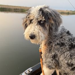 Zoey - Bernedoodle