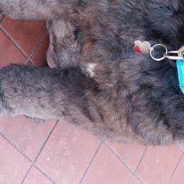 Labradoodles from Silver Star Doodles