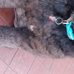 Labradoodles from Silver Star Doodles