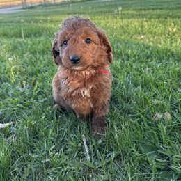 Boy 2- Red - Red  male Goldendoodle puppy in Luana, Iowa from Country View Bernedoodles and Goldendoodles