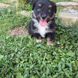 Jazzy - Black tri female Toy Australian Shepherd puppy in Puryear, Tennessee from A&W Toy Aussies