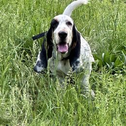 Flossy - Basset Hound