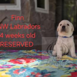 Bradley - Yellow male Labrador Retriever puppy in Rogue River, Oregon from PNW Labradors