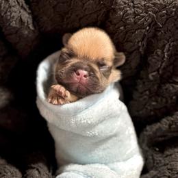 Purple - Fawn female French Bulldog puppy in Plainview, Texas from The Kings Ransom French Bulldogs
