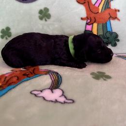 Miss Green Collar - Black female Dachshund puppy in Willow Springs, Missouri from Krazy Acre Farm