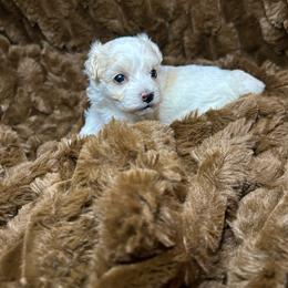 Lovey - Cream female Maltipoo puppy in Clover, South Carolina from Cudi’s Buddies