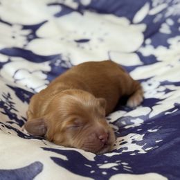 Waffles - Caramel male Australian Labradoodle puppy in Fremont, New Hampshire from Birchwood Labradoodles