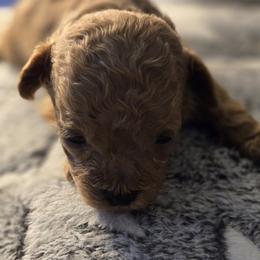 Buttons - Red  female Poodle puppy in Lucedale, Mississippi from Simply Poodle