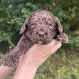 Keeper - Brown male Cockapoo puppy in Tallahassee, Florida from Panhandle Pups