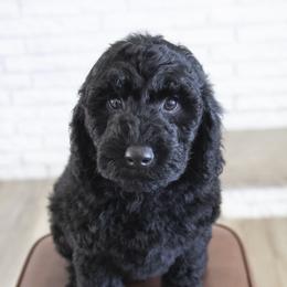 Assorted Doodle Crosses, Bernedoodle, Double Doodle, Goldendoodle, Labradoodle, and Whoodle Puppies from Our Little Farm Life Doodles