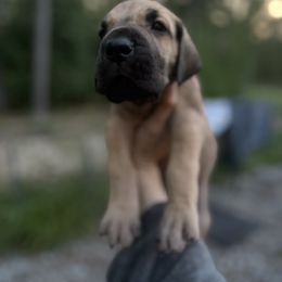Pictor - Fawn male Great Dane puppy in Ocala, Florida from Cloud9 Bedlingtons and Argos Danes