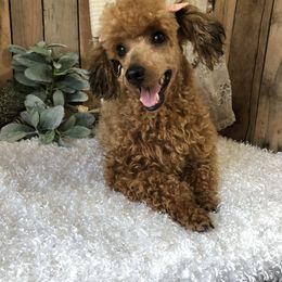 Laney - Poodle