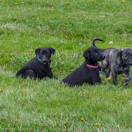 Windsprite Puppies from Stone House Windsprites