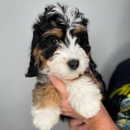 France (Franky) - Tri-color female Bernedoodle puppy in Surprise, Arizona from Huckleberry Doodles