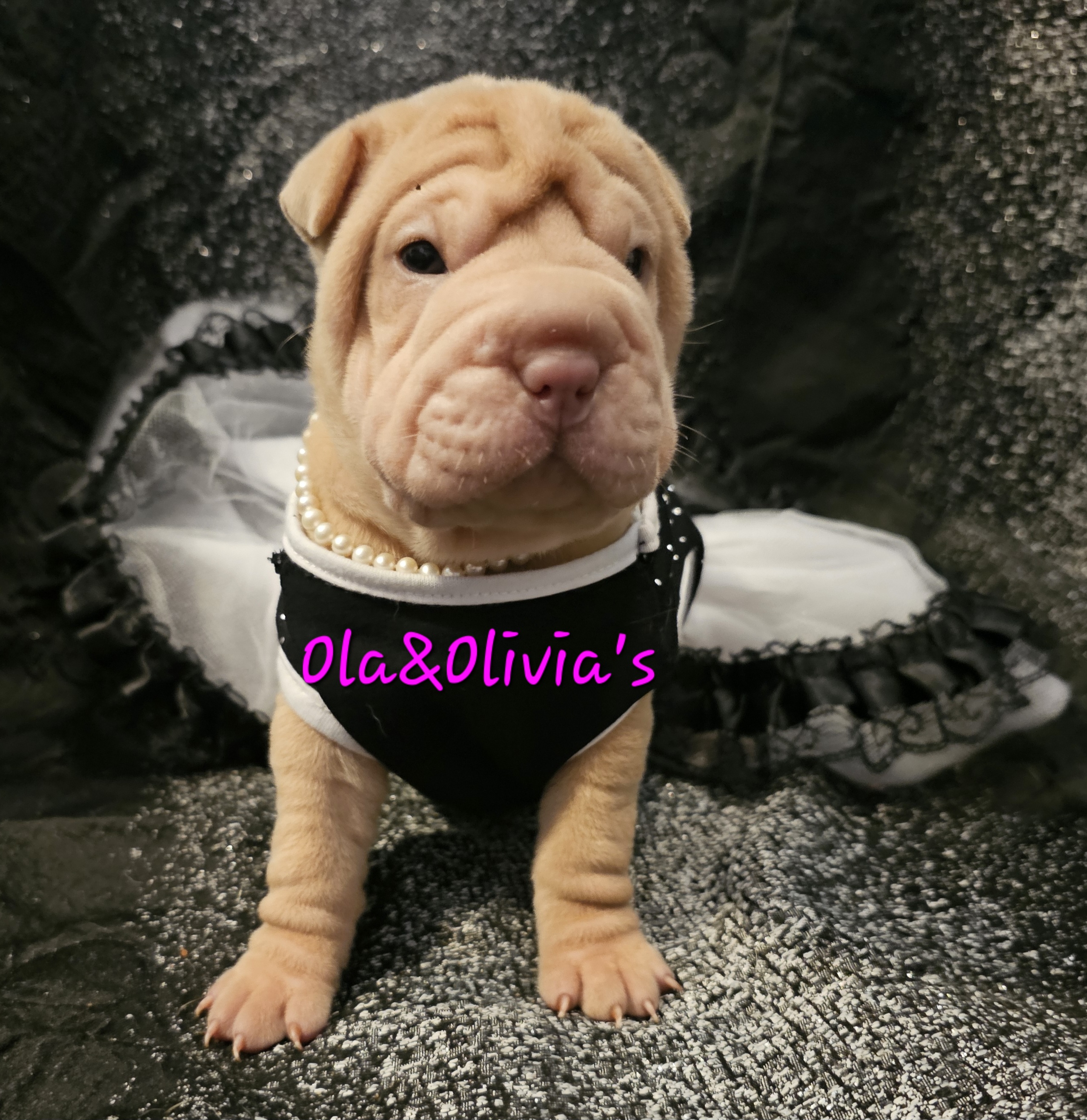 Chinese Shar-Pei Puppies from Zoey's Waggly Tails