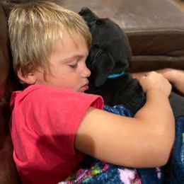 Labrador Retriever Puppies from Duck Creek Kennels