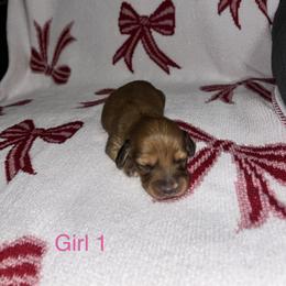 Girl 1 - Red female Dachshund puppy in Randolph, Mississippi from Barnes Family Kennel