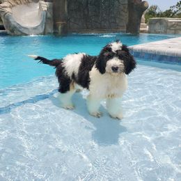 Aussiedoodle Puppies from Southwest Florida Doodles