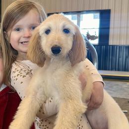 Puppy Boy 2 - Cream male Afghan Hound puppy in Carlisle, Pennsylvania from Winterberry Afghan Hounds