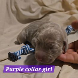 Purple collar - Silver gray female Weimaraner puppy in Frostproof, Florida from Waggin' Weims