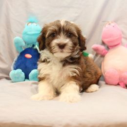 AKC Male 5 - Chocolate sable male Havanese puppy in South Carolina from Premier Havanese Dogs