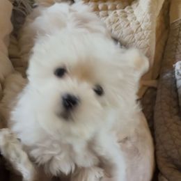 Tut - White male Maltese puppy in Spring Mills, Pennsylvania from AddaSiDanes