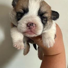 Boy one - Red male Pembroke Welsh Corgi puppy in White Sulfur Springs, Montana from Montana Shorties
