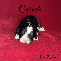 Grinch - Tri-color male Bernedoodle puppy in Gentry, Arkansas from WWBar Bernedoodles