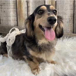 Kiwi - Dachshund